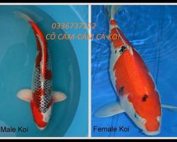 GIỚI THIỆU CÁM KIBAKOI