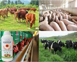 chế phẩm sinh học EMHUA (EM), chế phẩm EMHUA gốc, chế phẩm...