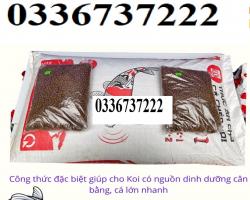 Kibakoi miền bắc